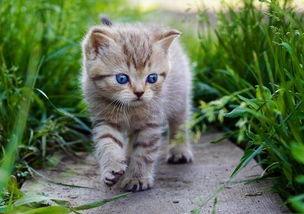 娱乐吃瓜酱牛奶猫,揭秘牛奶猫的神秘魅力  第3张